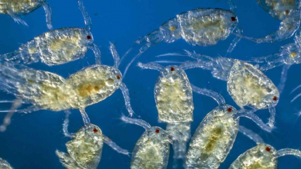 Нейросеть обучили вести мониторинг байкальского планктона